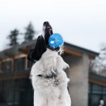 The Dog House слот и street-культура в urban gaming lifestyle