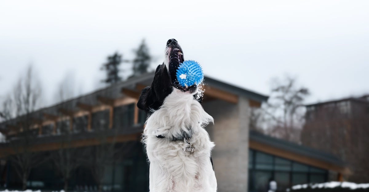 The Dog House слот и street-культура в urban gaming lifestyle