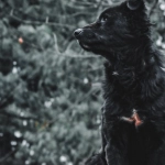 Программы лояльности казино без депозита для молодых игроков